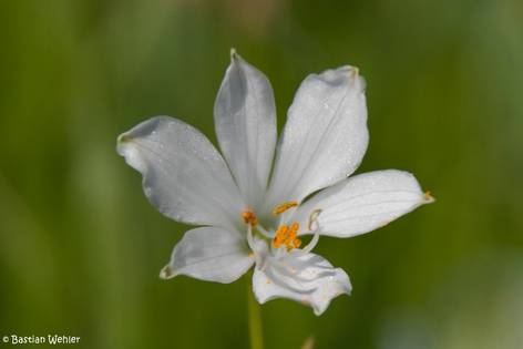 Weiße Blüte eine Alpen-Paradieslilie